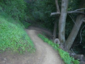 Top of Finch Trail